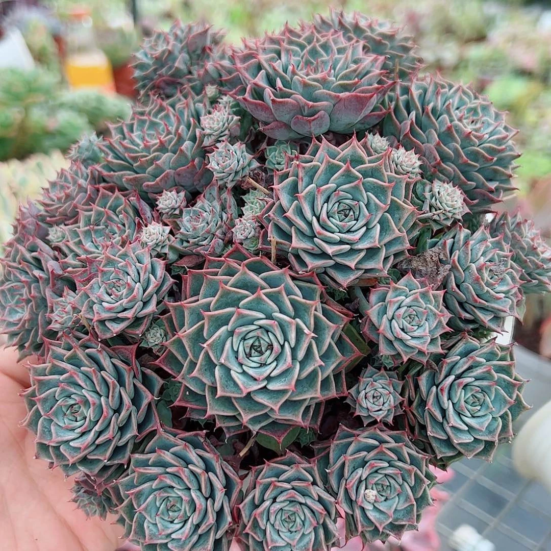 原始海滨格瑞带盆土精品特价
