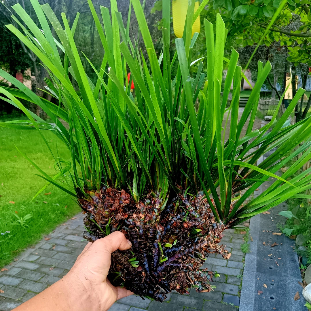 野外石菖蒲中药材500g正品九节菖蒲草药山昌蒲根石菖蒲干货泡茶