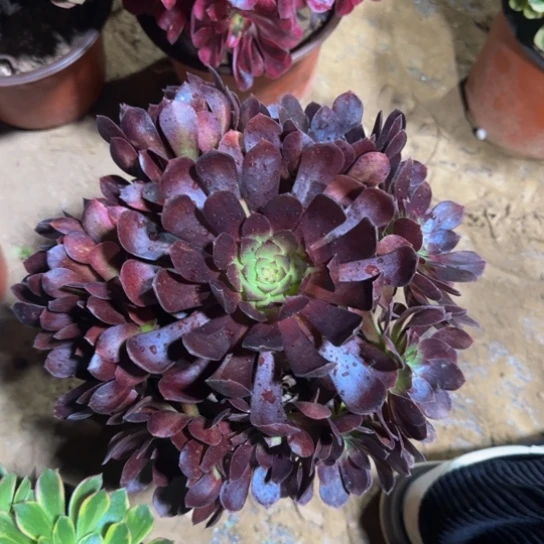 黑美人带主头9.9脱土发货