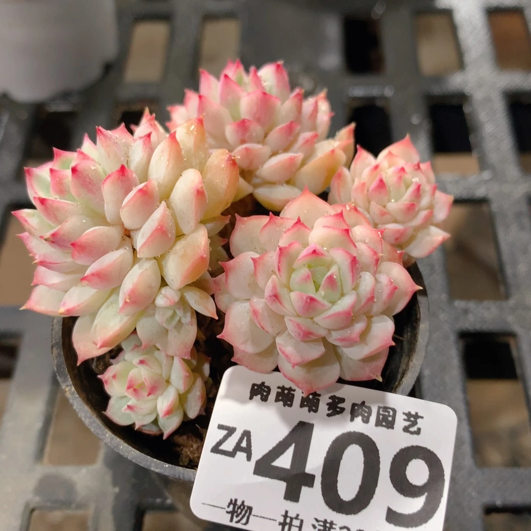 肉萌萌拇指盆精控多肉ZA409