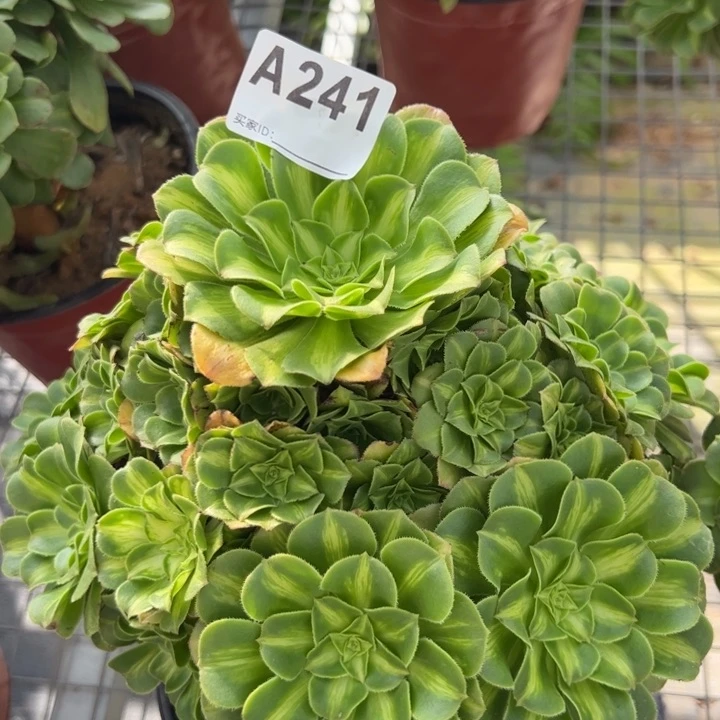 241翡翠琉璃20厘米左右