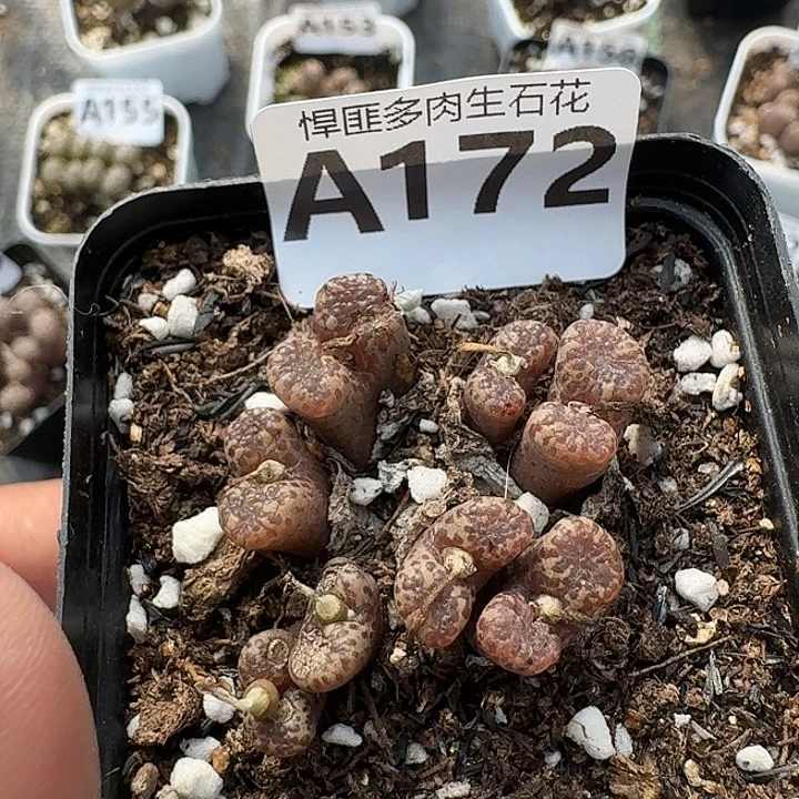 172多肉植物多肉植物