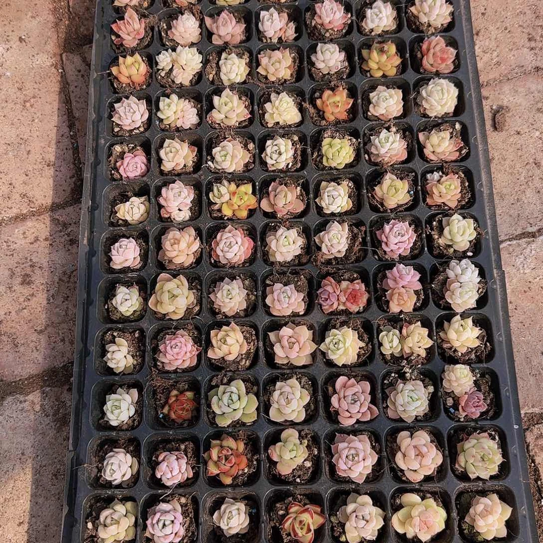 直播一物一拍多肉06