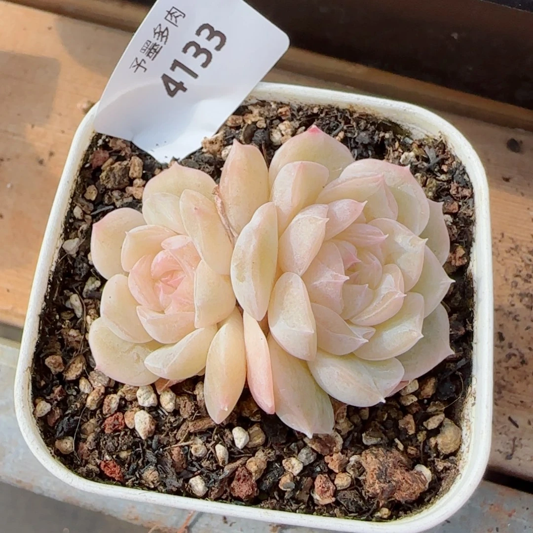 孤品珍妮，4133多肉植物