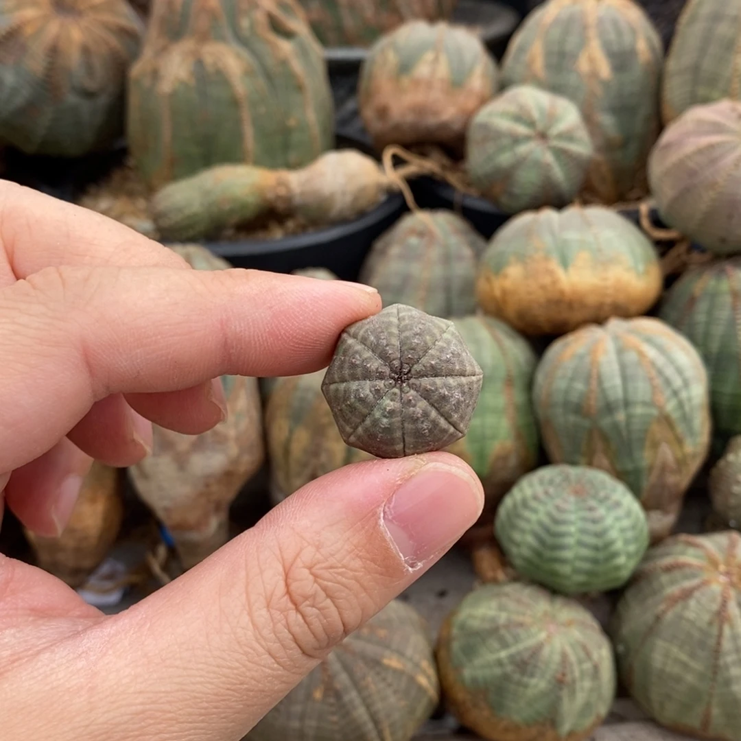 欧系布纹球一物一拍