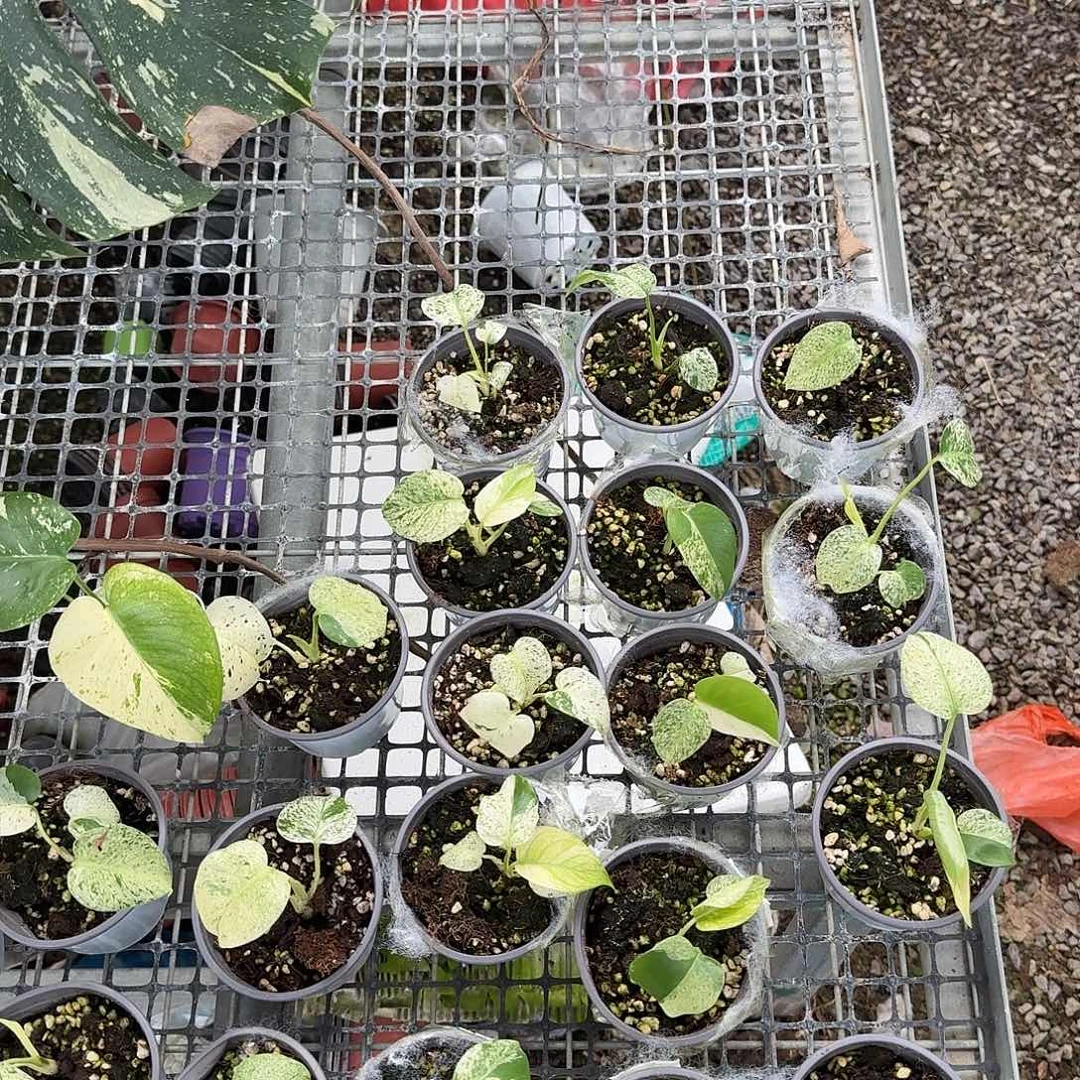 无花朵洒金一物一拍0元起拍