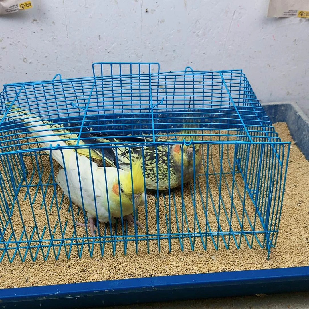 手***7虎皮鹦鹉牡丹一如