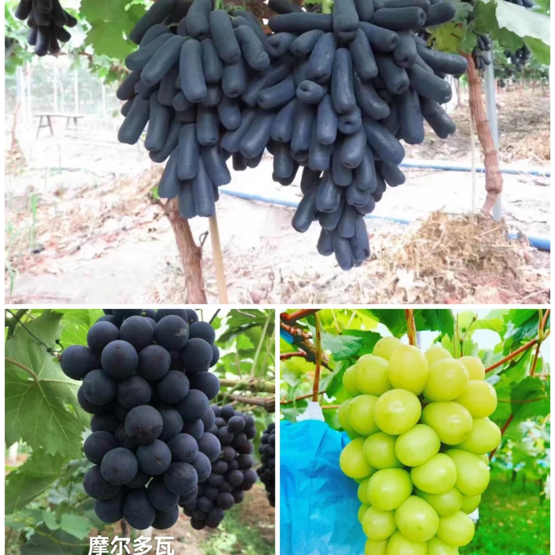阳光玫瑰宝石葡萄树摩尔多瓦果苗三大果苗直发
