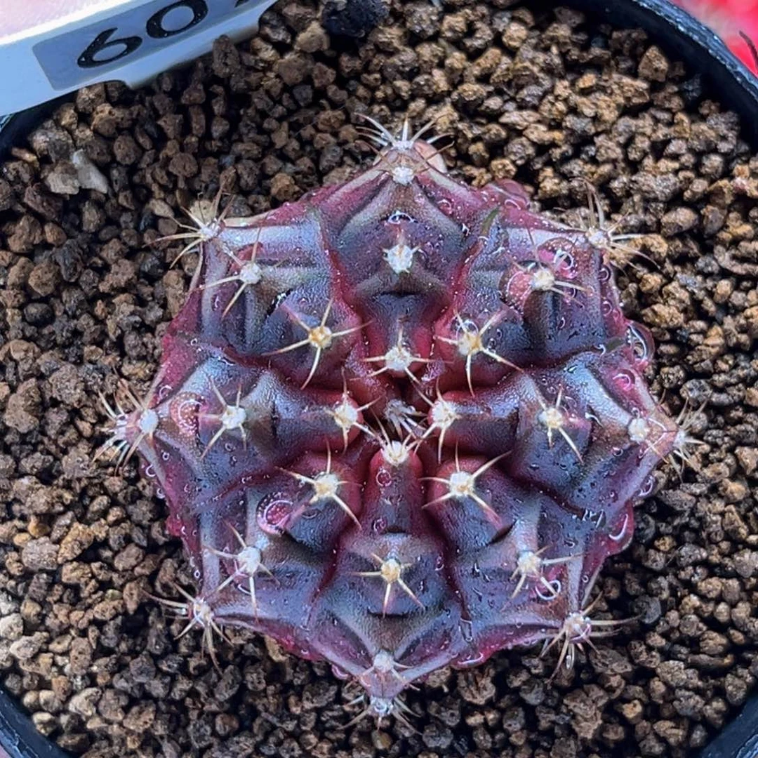 秋叶原 米哈仙人球