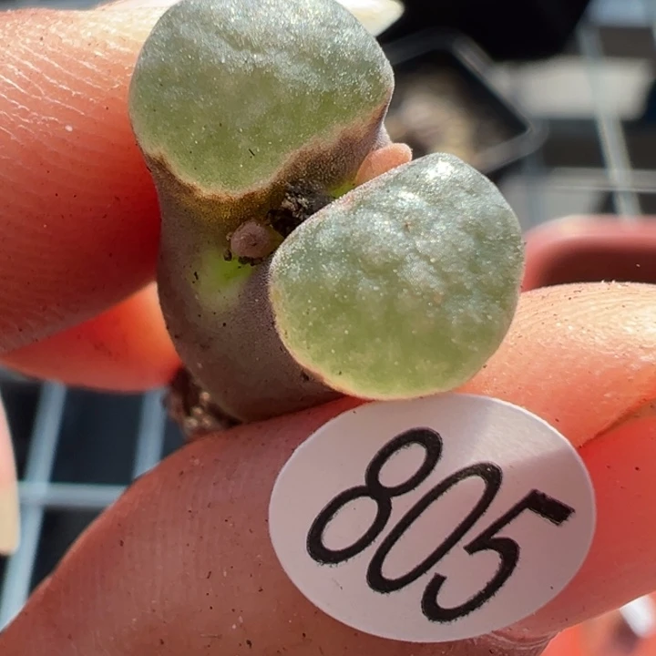 805干11111111111111111