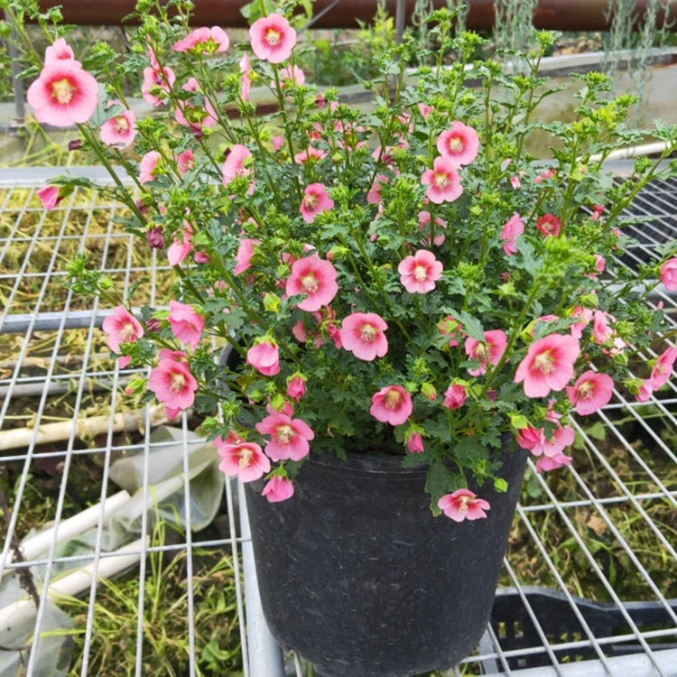 小木槿花苗盆栽棒棒糖形状阳台庭院花园花卉植物开花易养爆盆木槿