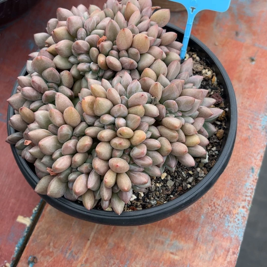 喜***在一物一拍：桃花源缀