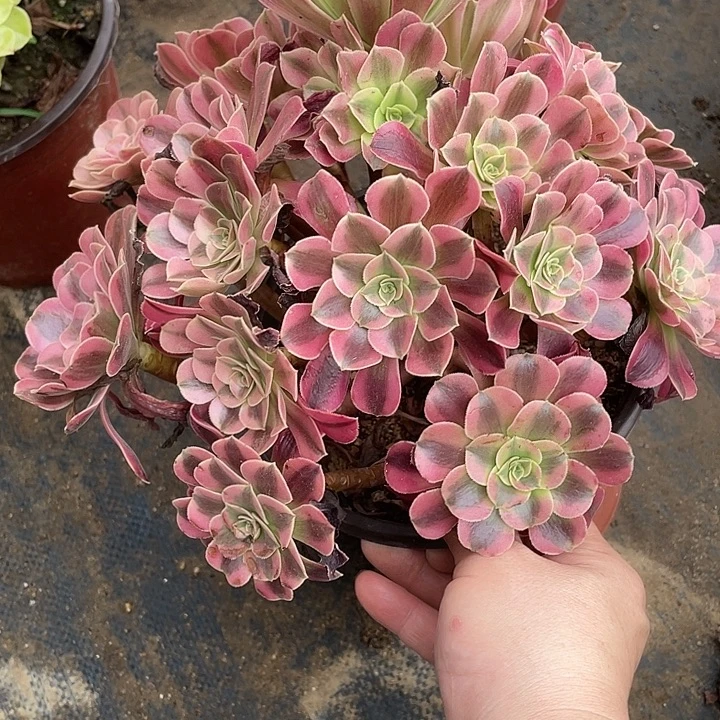 994美杜莎多肉植物法师