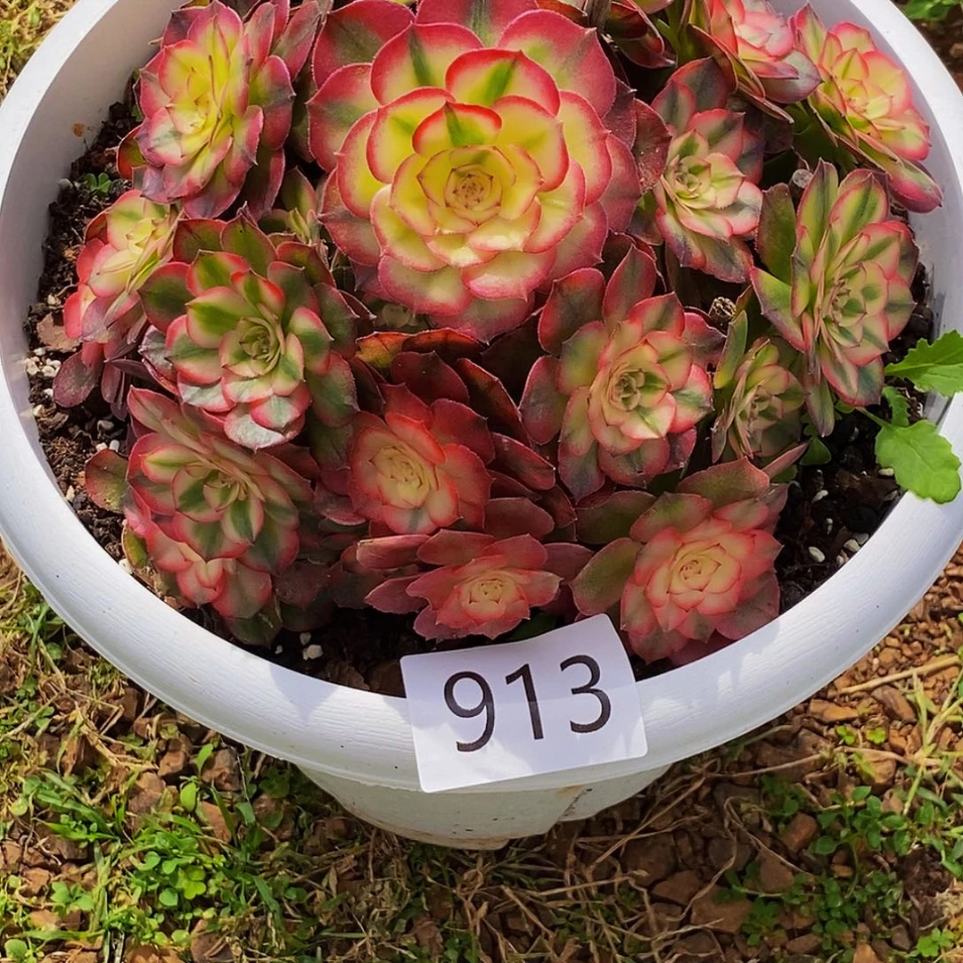 上古园艺多肉植物913