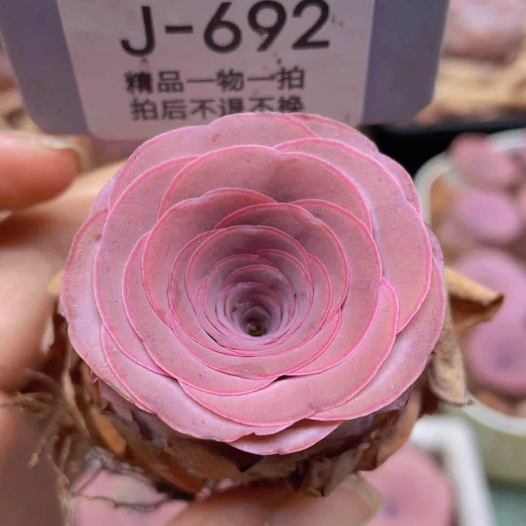 山地玫瑰J692满38包邮裸根发货不售后