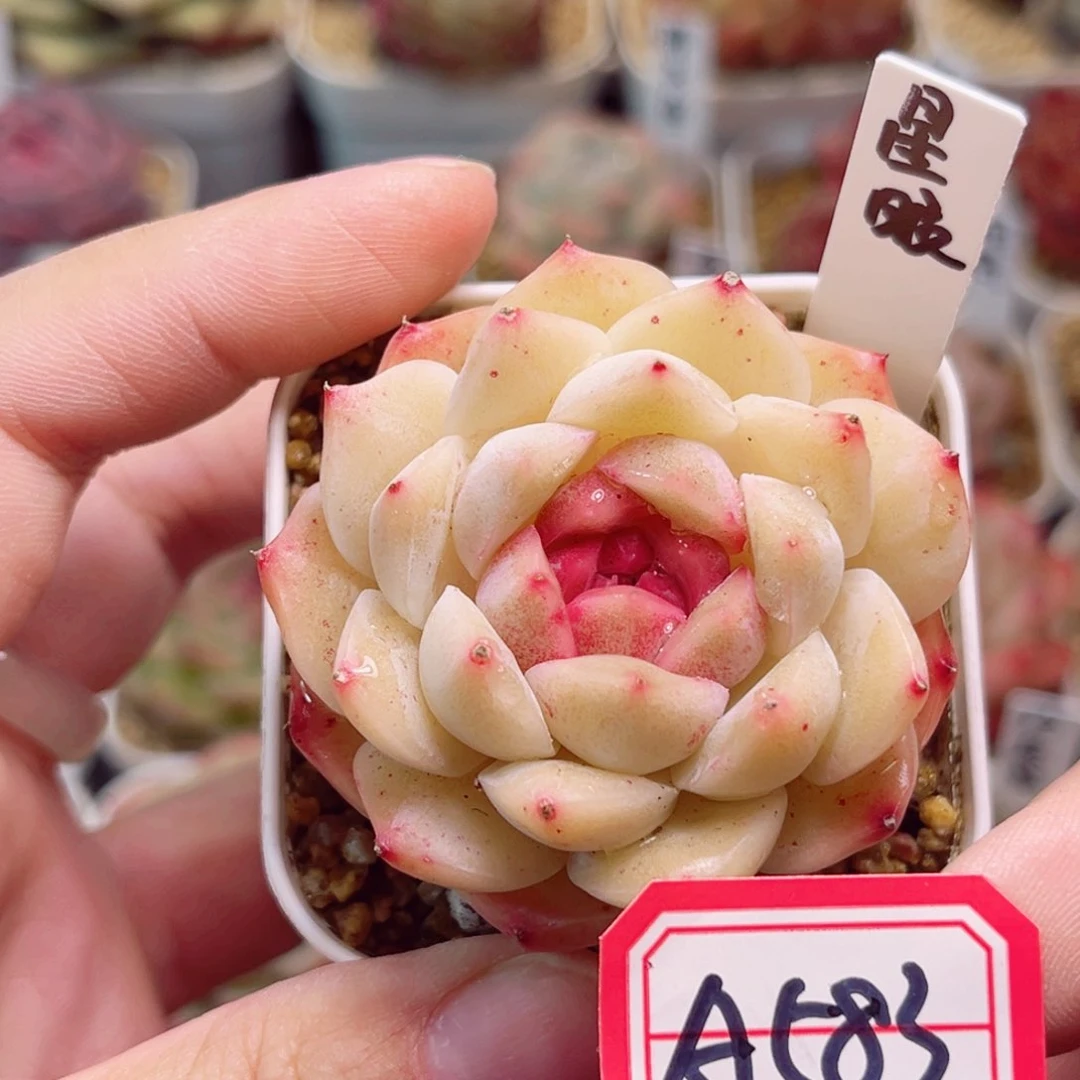 A583一物一拍 星眠