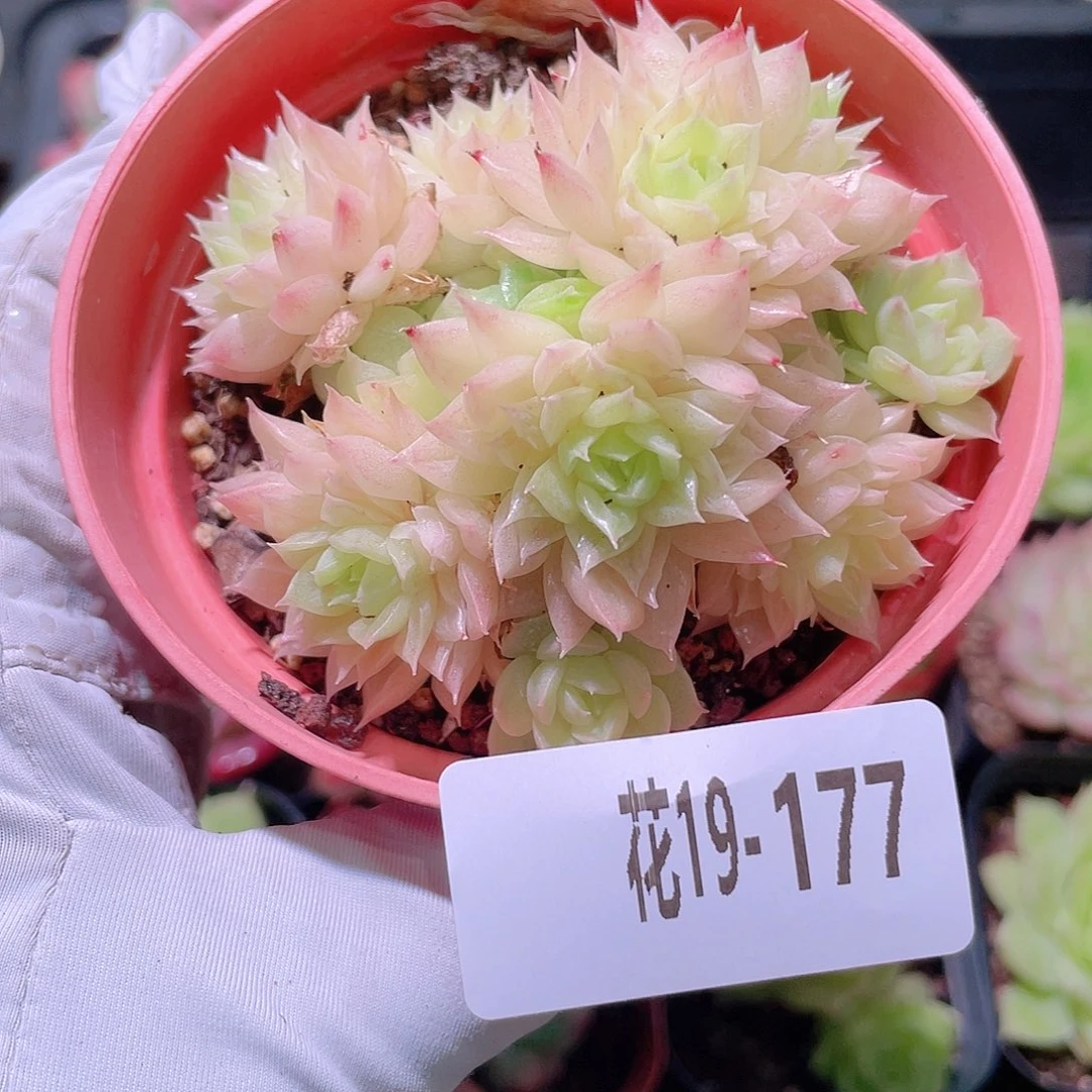 花利美19-177麦秆群