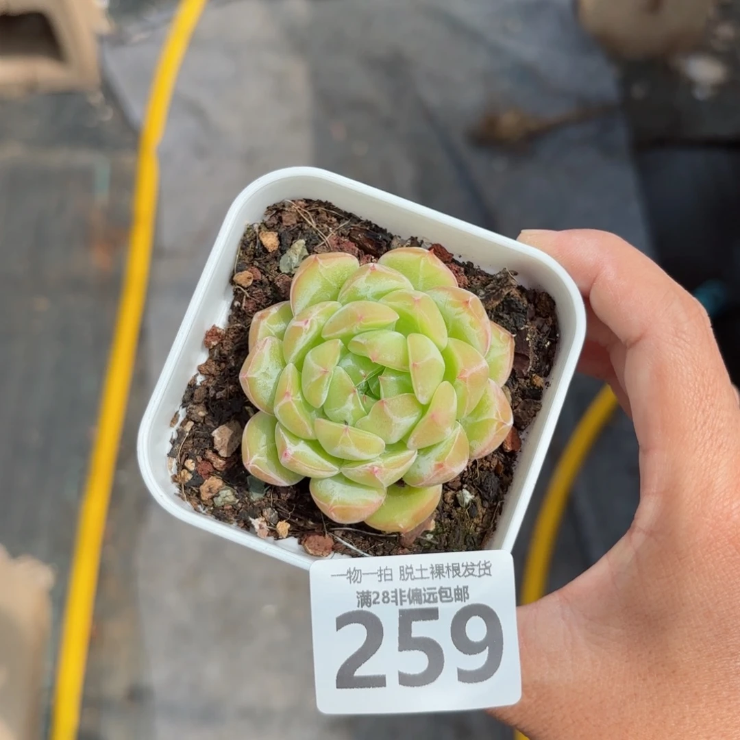 雪花珍妮带桩无盆土发货