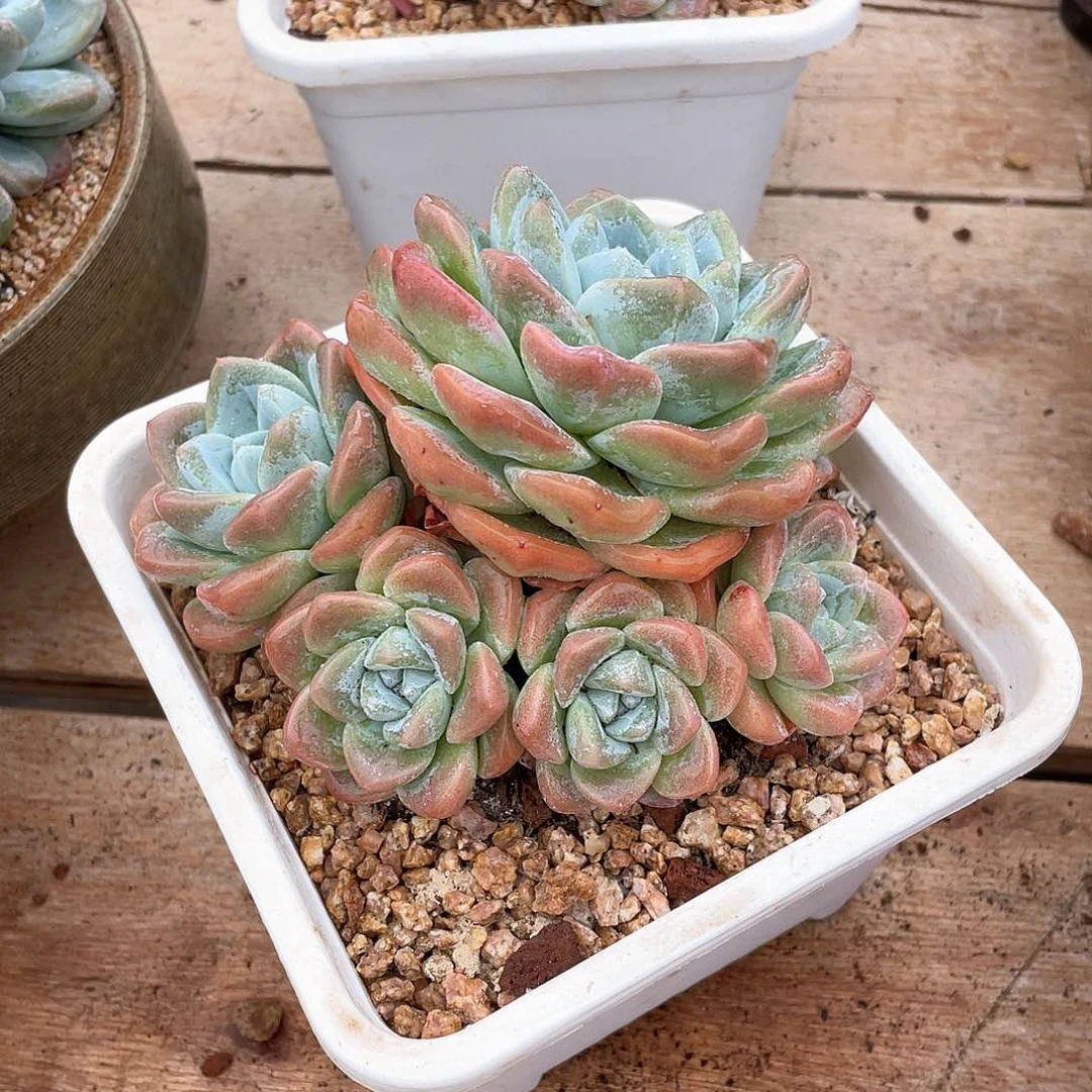 多肉植物多肉植物