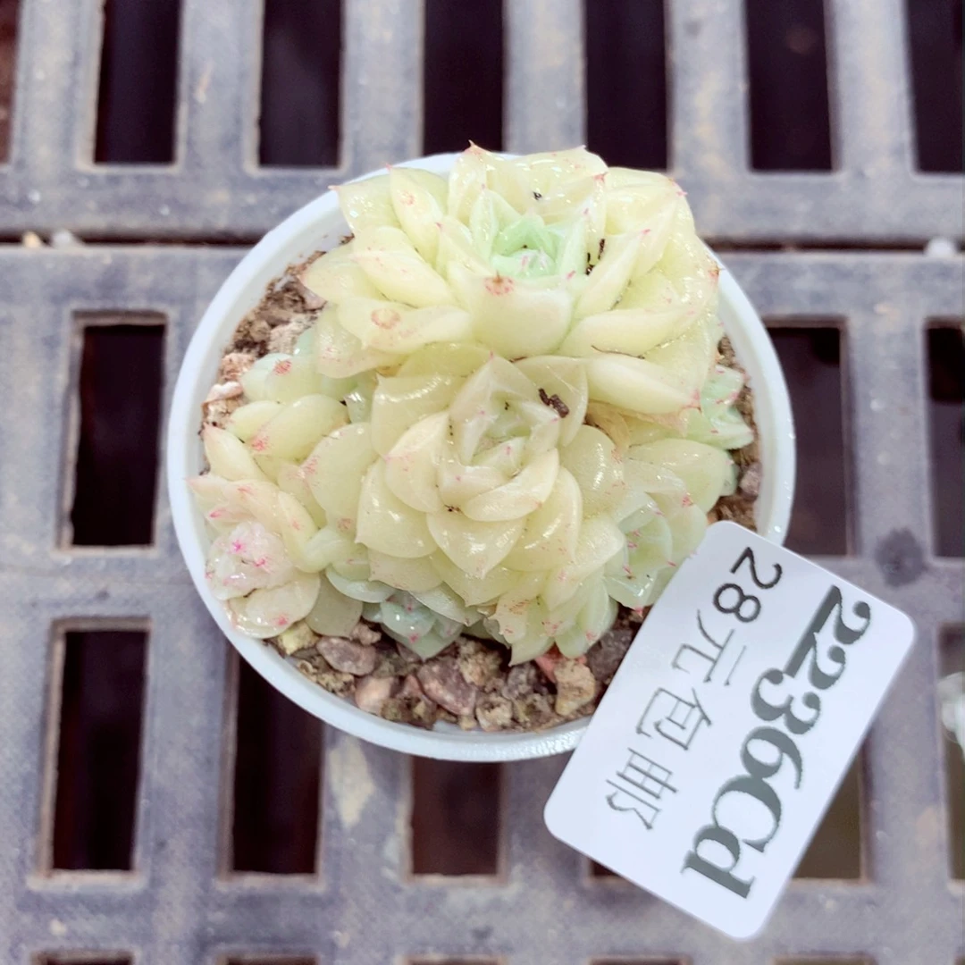 5厘米盆精控多肉2236