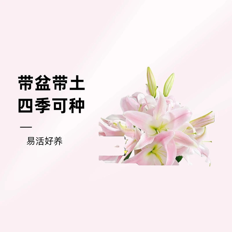 进口百合种球 阳台庭院四季种植球根花卉盆栽地栽
