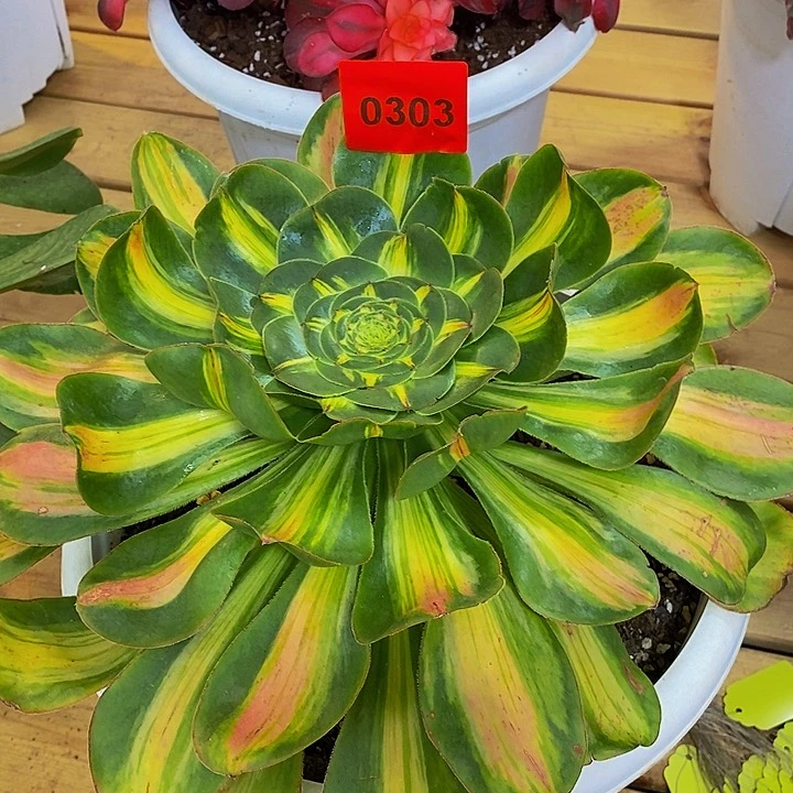 0303多肉植物暴君