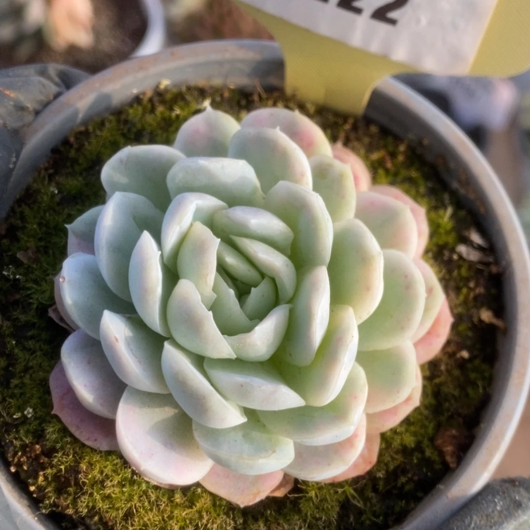 222贝瑞锦锦锦锦锦锦