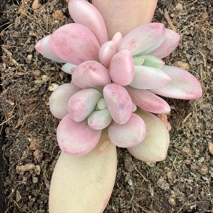 桃花源底座一物一拍
