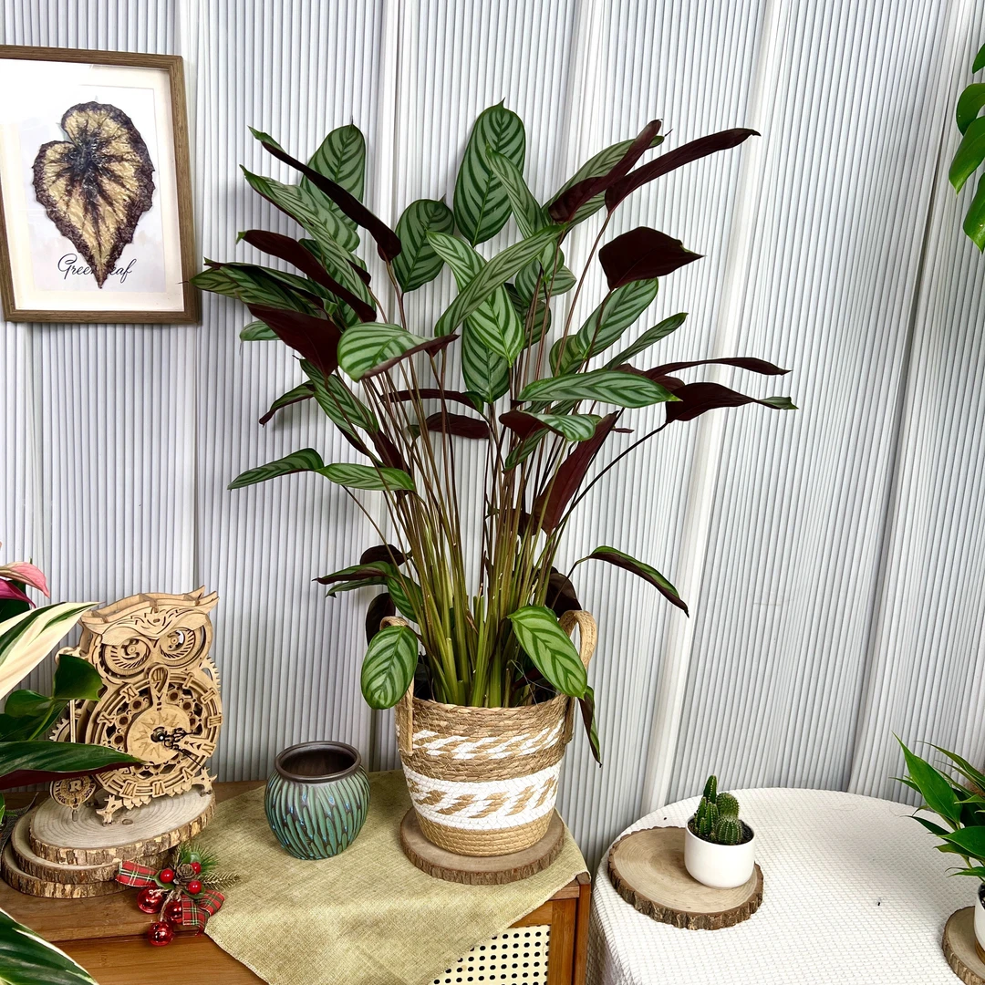 【新飞羽】室内绿植耐寒耐热四季常青适合室内外阳台庭院