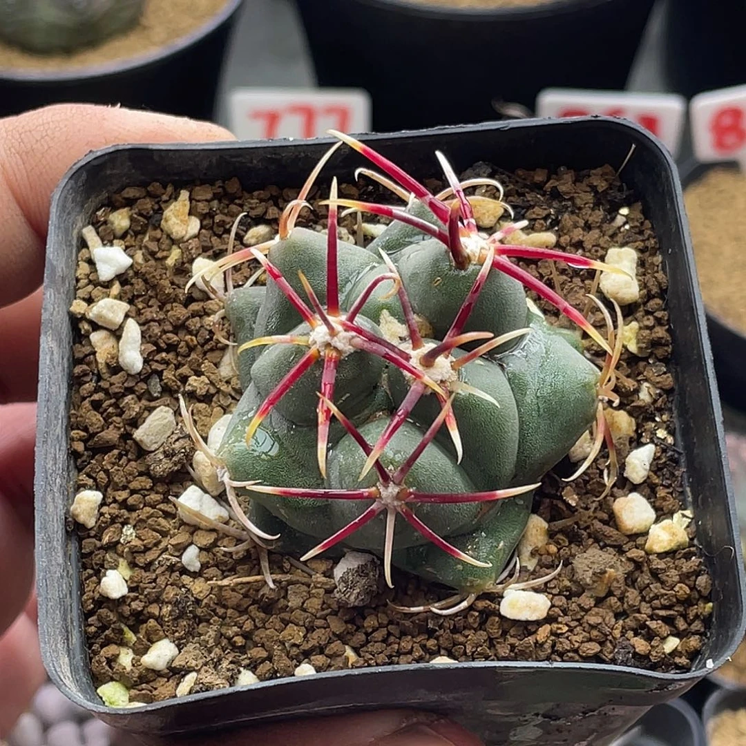 狂刺大红鹰 带盆土包邮