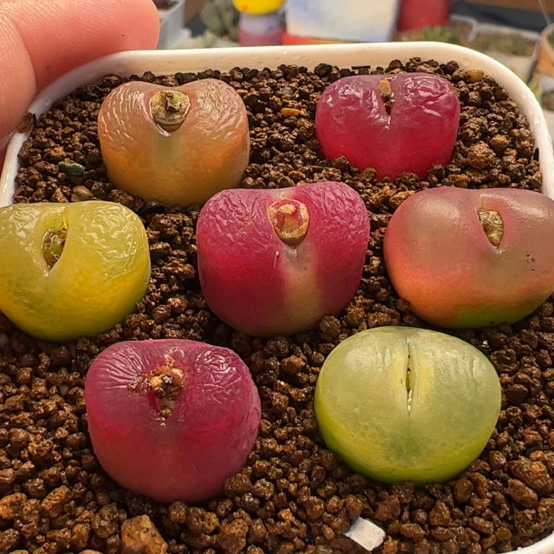 016多肉植物百科