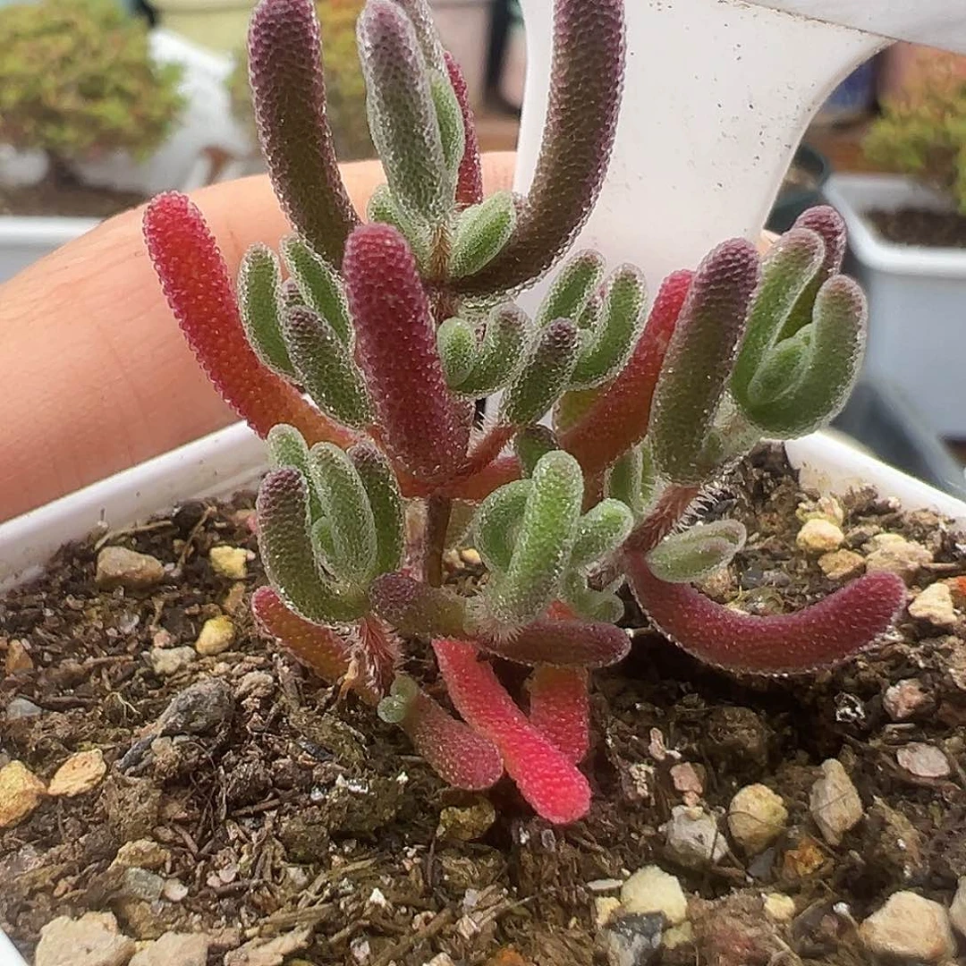 519号实生红叶12.11多肉