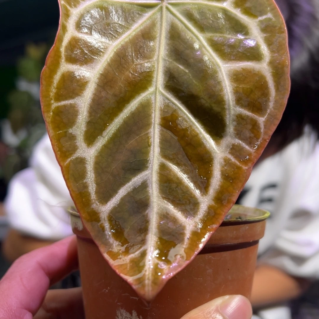 完全开放小钻石*刷子