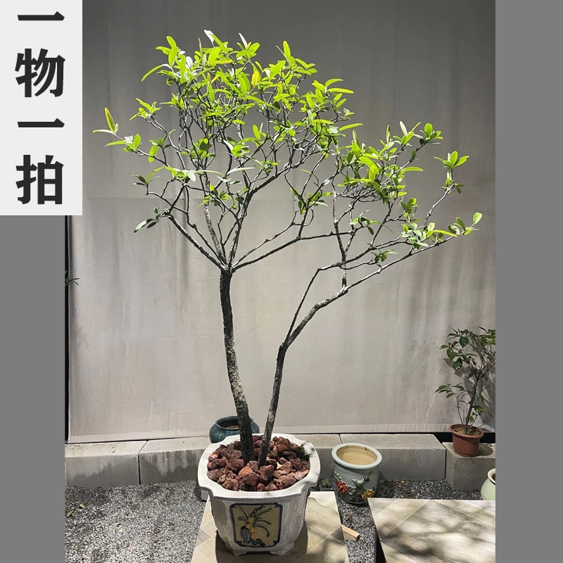 海岛春花盆景盆栽绿植庭院美化空间绿化办公室盆景茶台盆景装饰