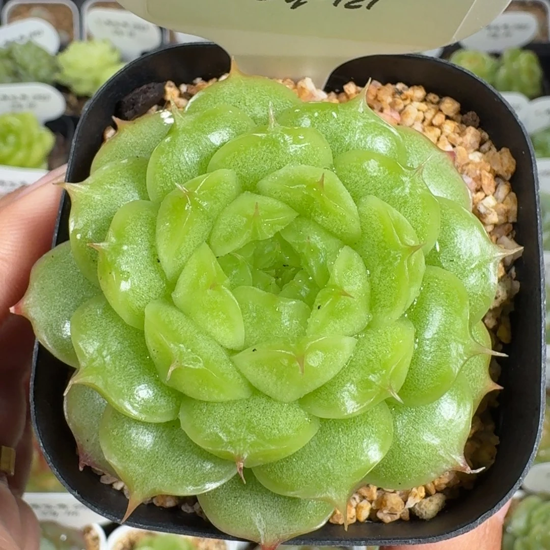 0923-121-如意单头