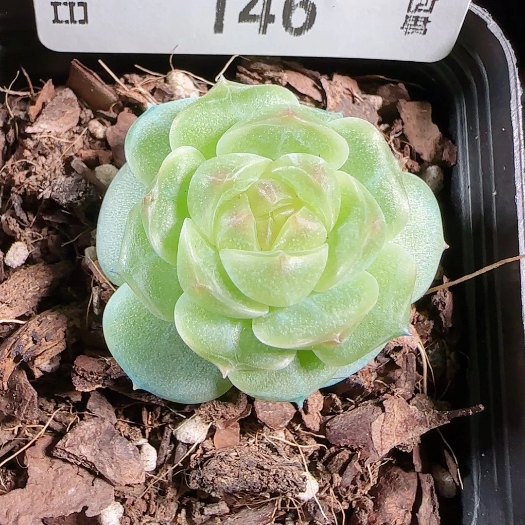 0915--146a29麦秆不包整