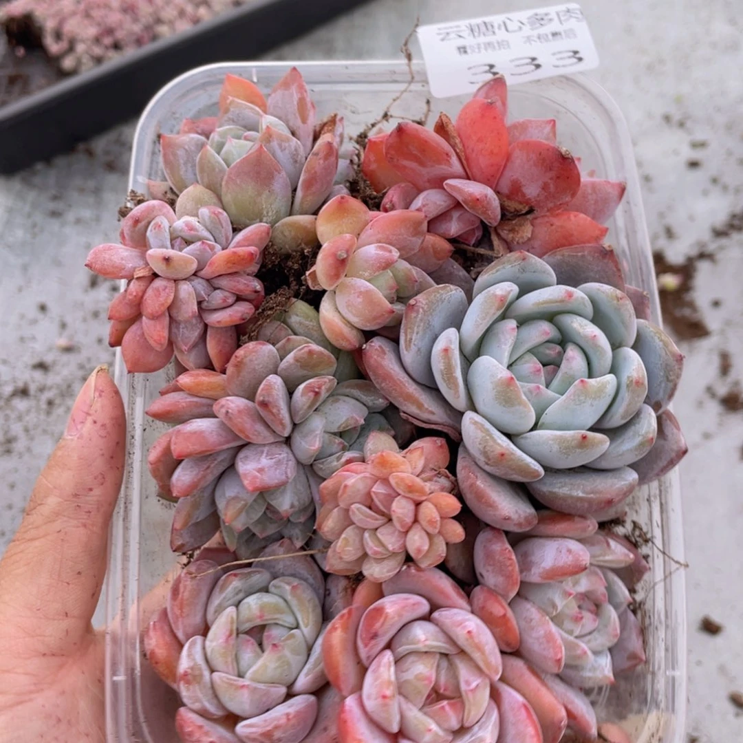 云糖心多肉植物333
