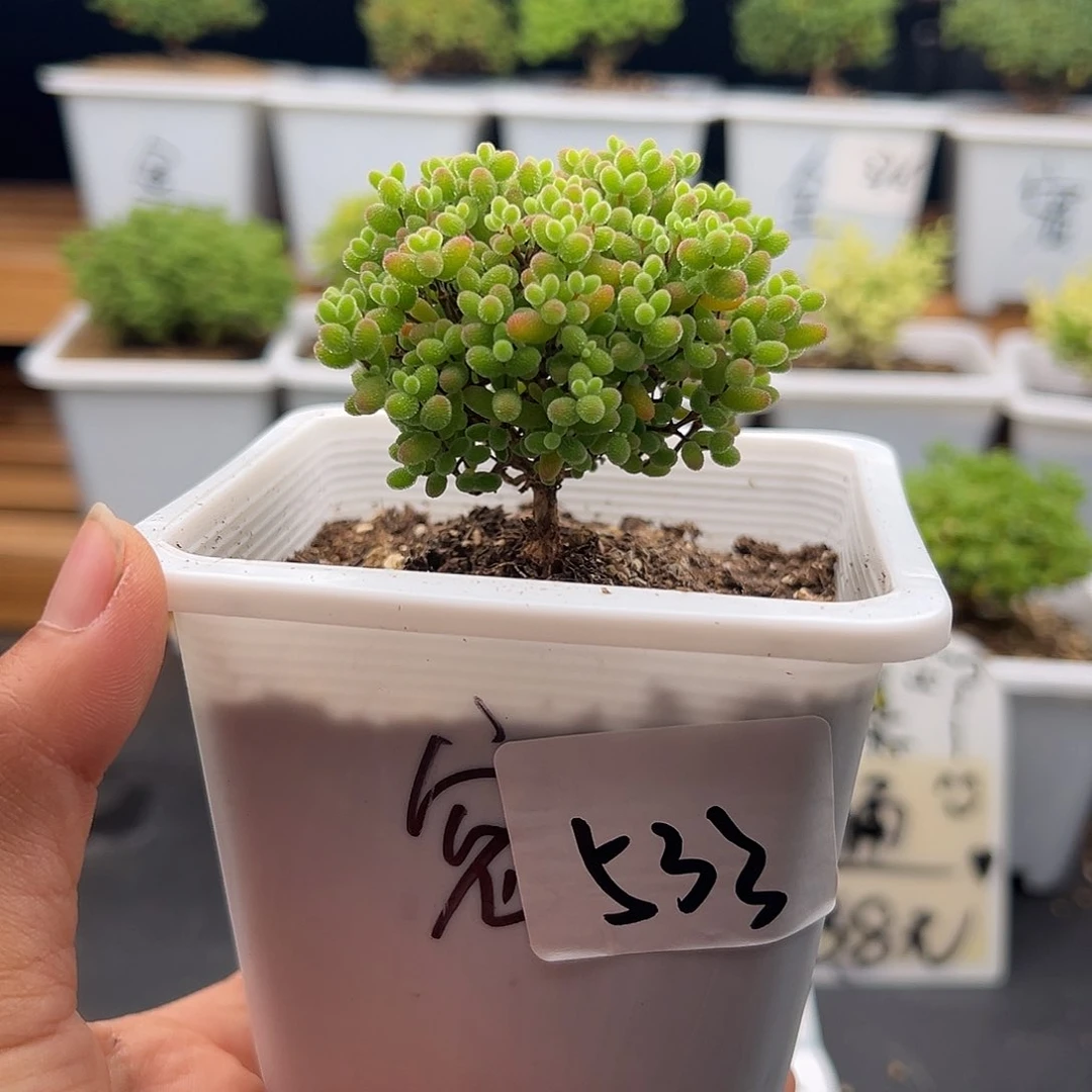533号密橘糖球福利6.2