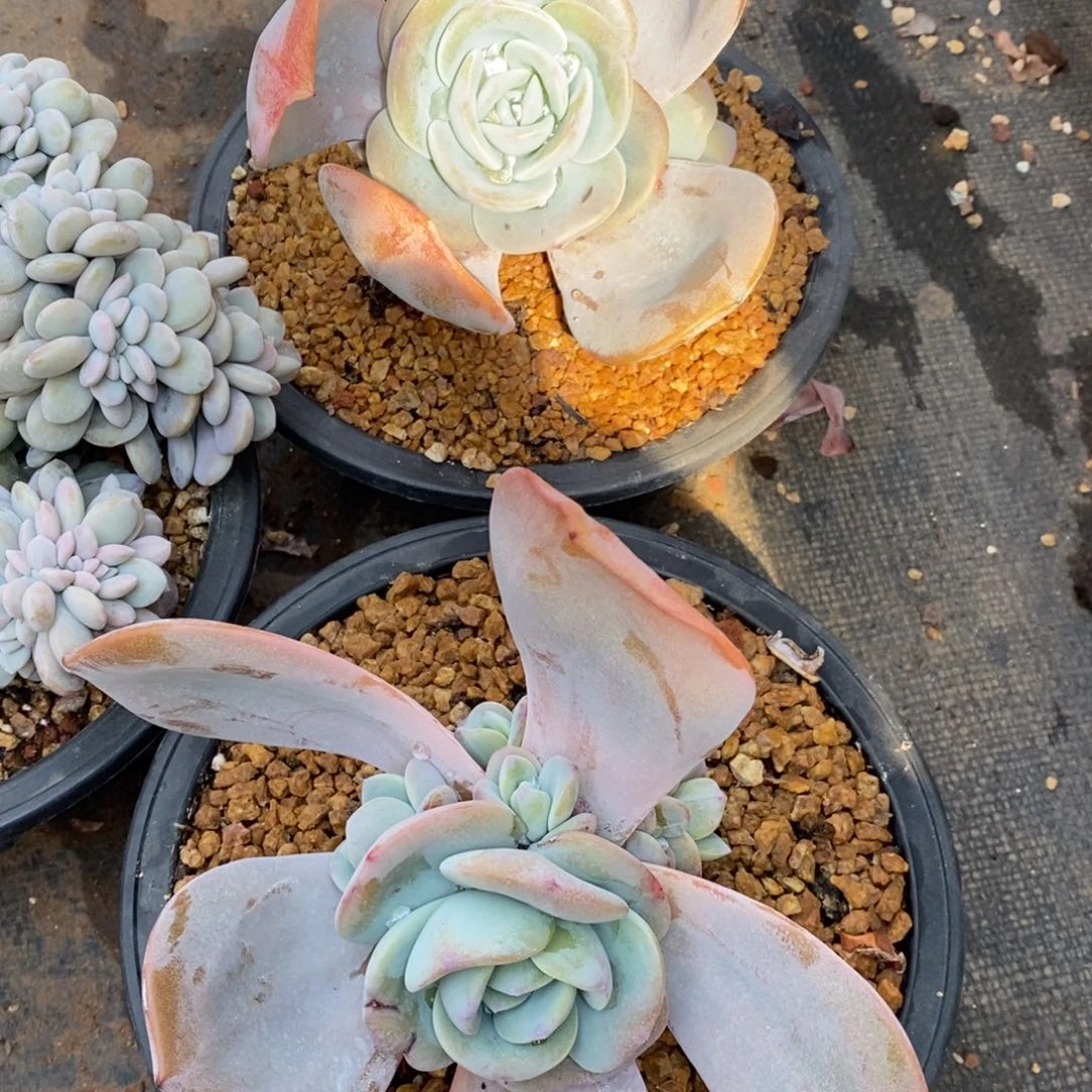 兜****）奶茶多肉植物