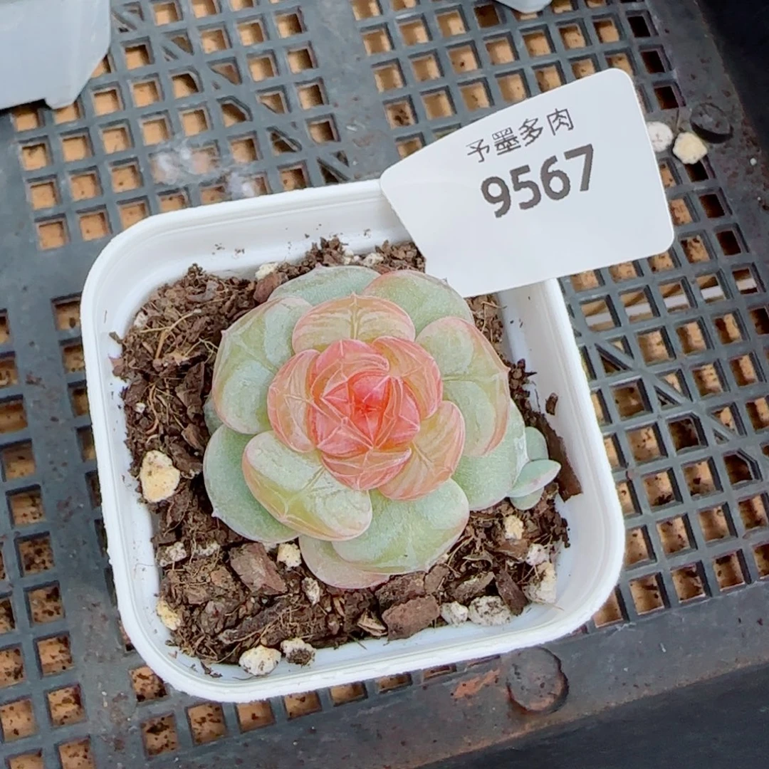 孤品，9567多肉植物