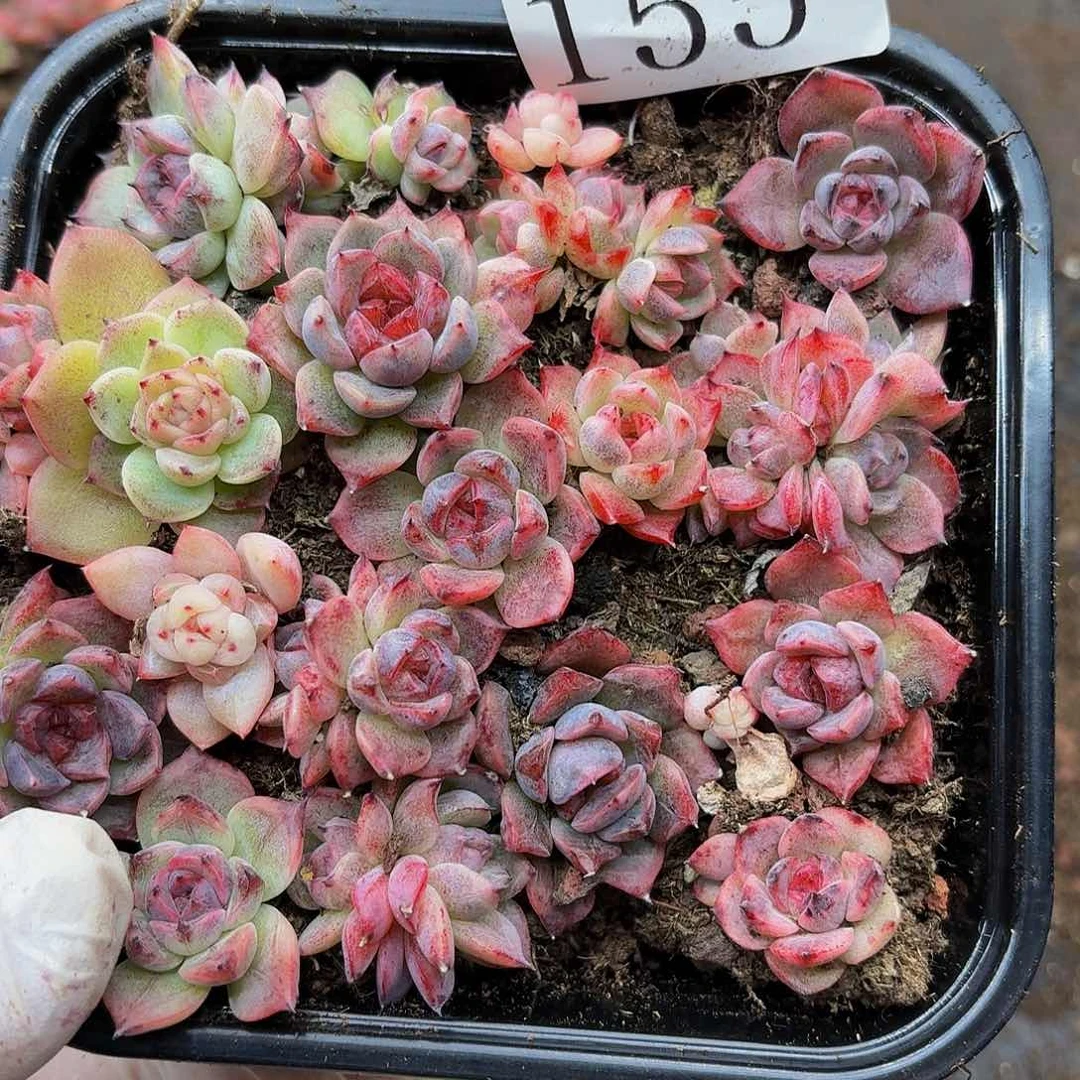 多肉植物多肉植物155