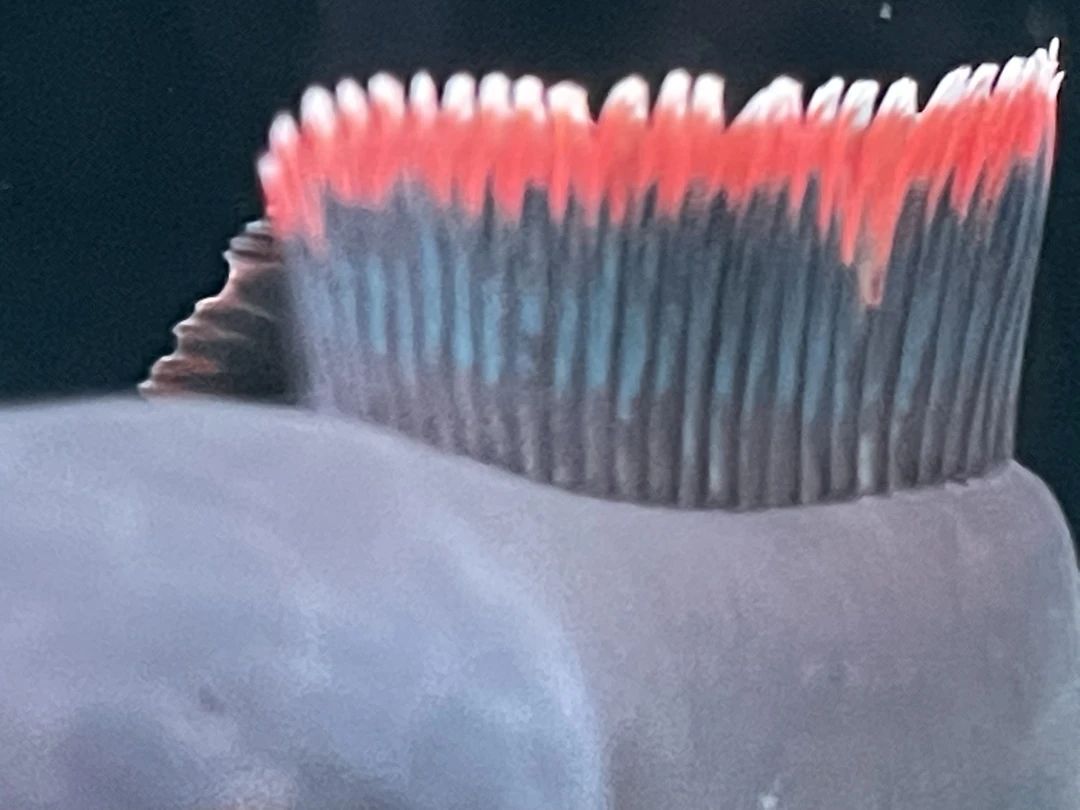 火背雷龙 雷龙鱼淡水凶猛观赏鱼原生态无科技活体