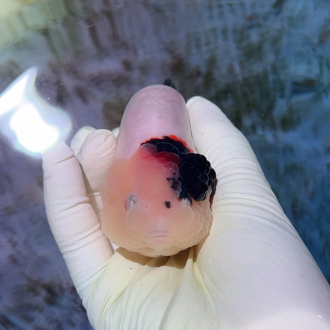 海水鱼买够三百顺丰包邮陆运