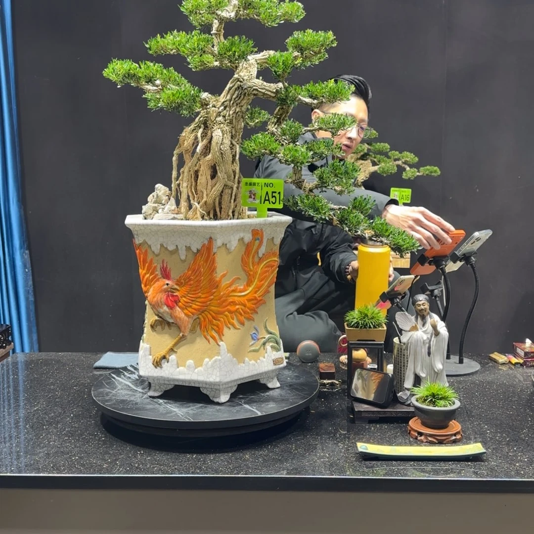 以实际为准黄杨室内室外盆景艺术