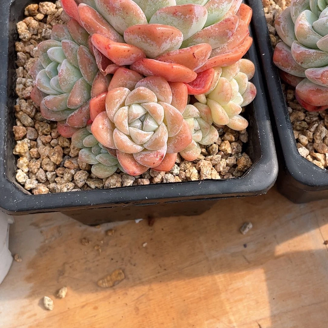 七**安多肉植物多肉植物