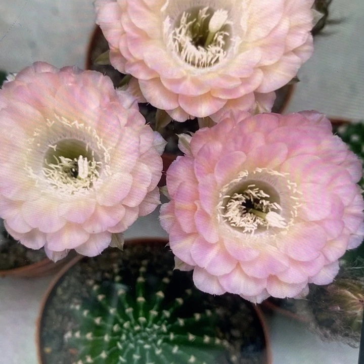 香香重花侧芽3公分左右
