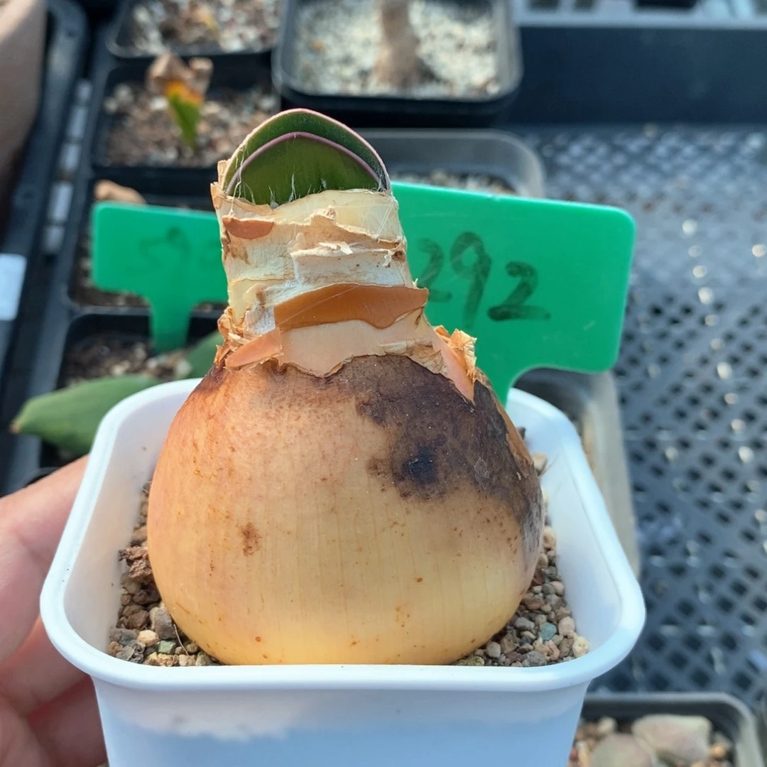 灯台百合多肉植物