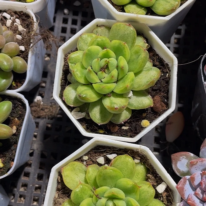 冰天使锦带盆土发货