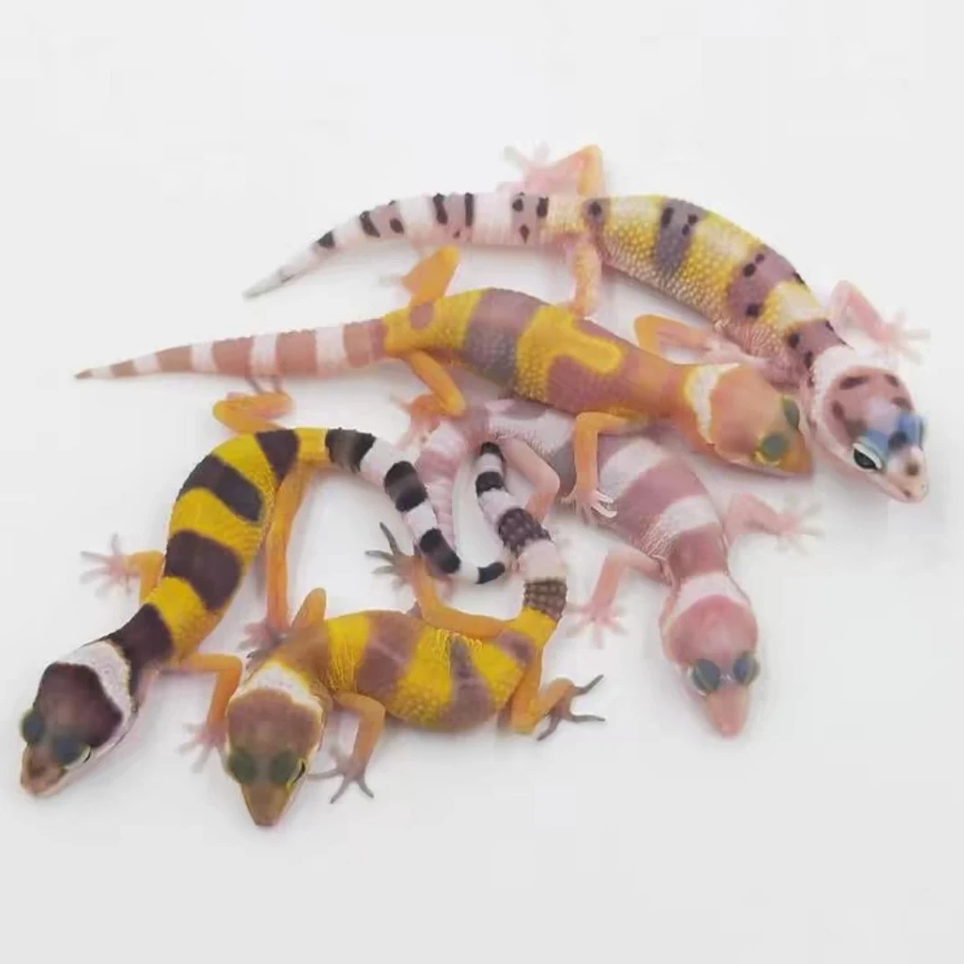 新手守宫/饲养套装