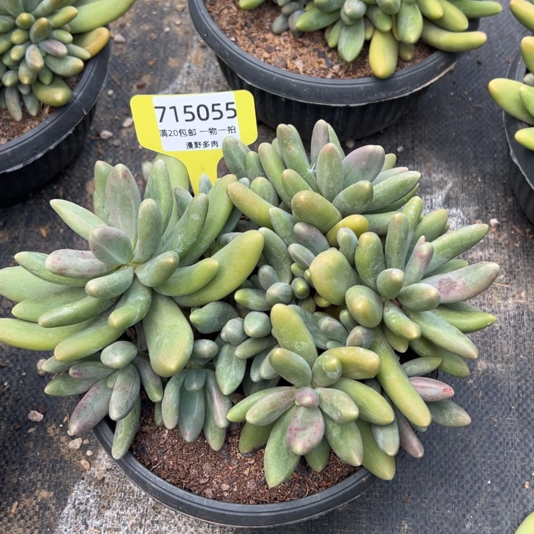 715055 糖果美人群生多头群